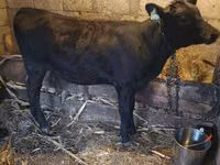 Vaca, Ganado vacuno — foto 2