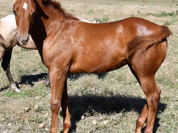 母马, Quarter Horse