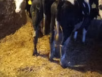 ثور, Simmental cattle — الصورة 3