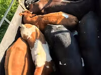 Bull, Cattle — photo 1