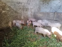خنزير ذكر, الخنازير — الصورة 4