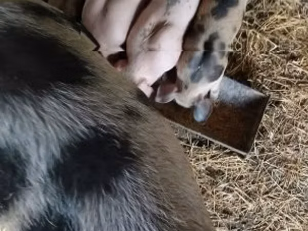 Scroafă, Porci