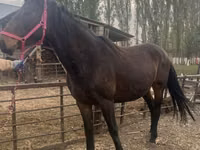 घोड़ी, Percheron — फ़ोटो 5