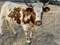 Vache, Race de vache — photo 2