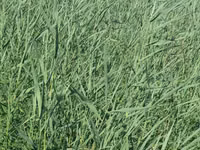 Baloti — photo 4