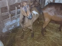 Ziege, Nubian Goat — Foto 3