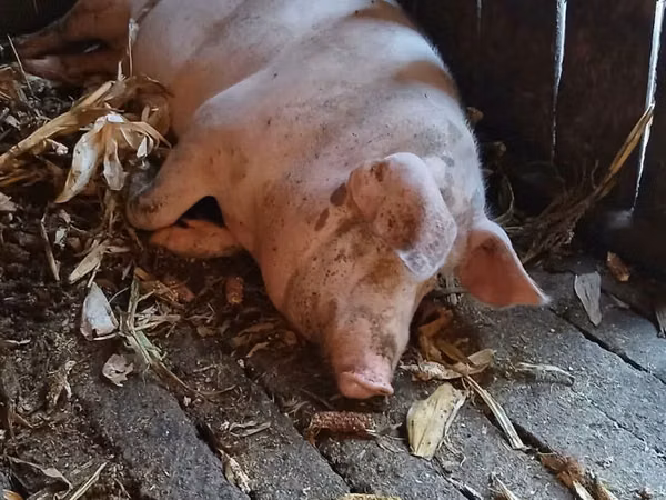 Eber, Schweine