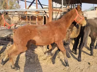 公马, Horses — 照片 3