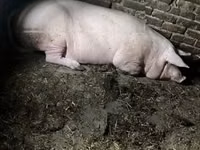 Säue, Schweine — Foto 4