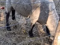 كبش, White Suffolk sheep — الصورة 4