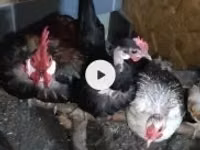 Chickens — photo 1