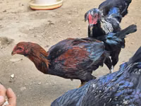 Chickens — foto 1