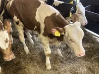 Cattle (batch, sex not specified), Simmental cattle — photo 7