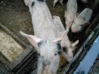 母猪, Pigs — 照片 4