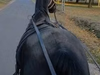 Mare, Nonius horse — photo 2