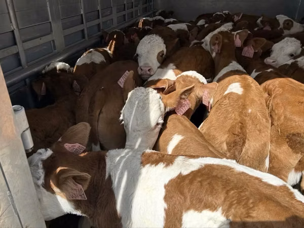Buqa, Simmental cattle