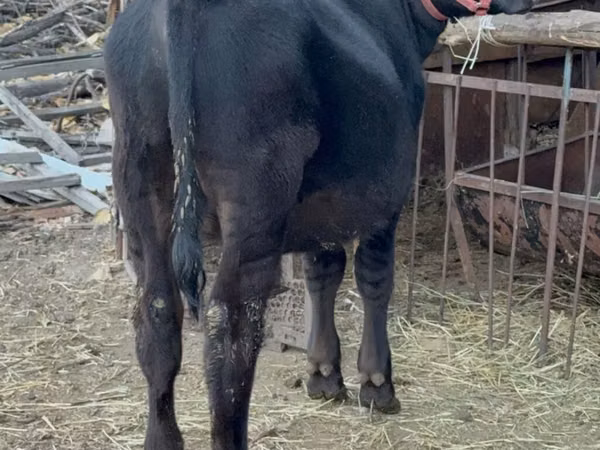 Buqa, Aberdin – Angus