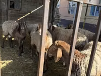 نعجة, Rhon sheep — الصورة 5