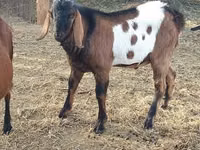 Țap, Nubian Goat — foto 3