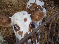 Cow, Charolais cattle — photo 6