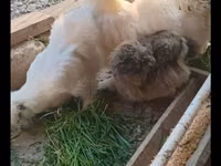 सिल्की — फ़ोटो 2