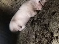 Säue, Schweine — Foto 2