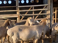 母羊, Arashan sheep — 照片 1