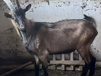 Bode, Oberhasli goats — foto 1