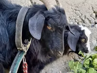 عنزة, الماعز — الصورة 1