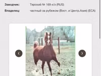 At, Arabian horse — foto 5