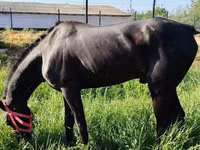 Otlar (partiya, jinsi ko‘rsatilmagan), Hanoverian — 6-rasm