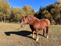 Mare, Horses — photo 5