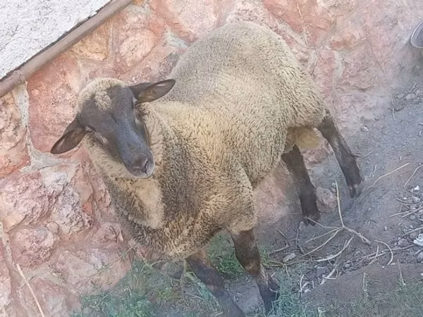 Berbec, White Suffolk sheep