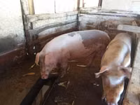 Säue, Schweine — Foto 4
