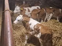 Bovine (lot, sex nespecificat), Simmental cattle — foto 1