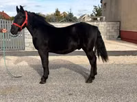 公马, Horses — 照片 4