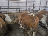 İnək, Simmental cattle — foto 5