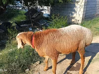 Berbec, Agin sheep — foto 2