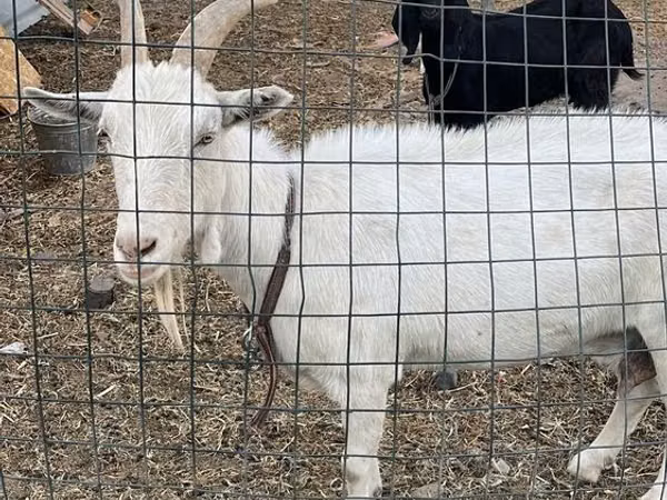 Capră, Saanen goat