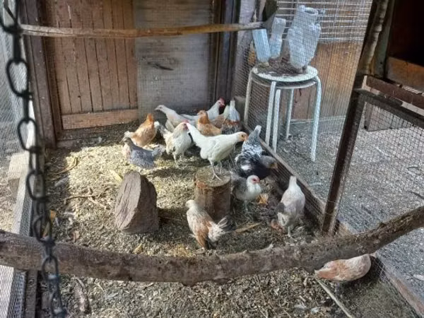 Dutch Bantam