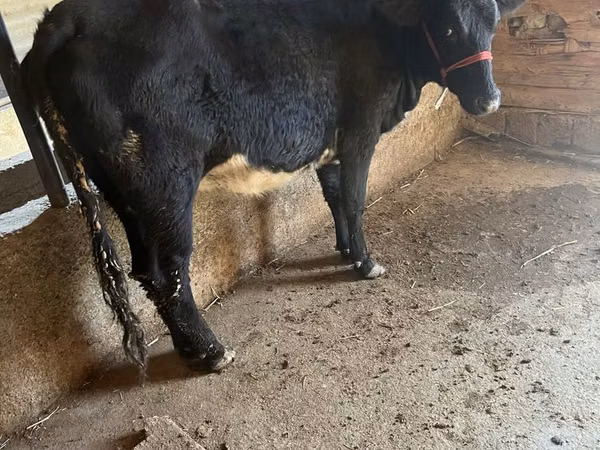 Sigir, Aberdin – Angus
