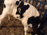 Bulle, Russian Black pied cattle — Foto 5