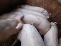 Eber, Schweine — Foto 1