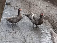 Canard musqué domestique — photo 3