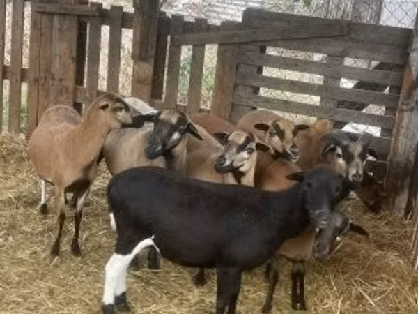 Widder, Cameroon sheep