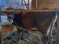 بقرة, Russian Black pied cattle — الصورة 4