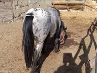 Aygʻir, Appaloosa — 3-rasm