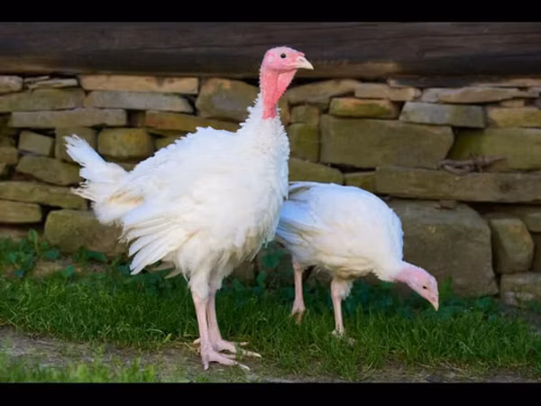 Turkeys