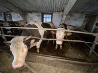 Bou, Simmental cattle — foto 2