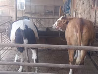 بقرة, Simmental cattle — الصورة 5
